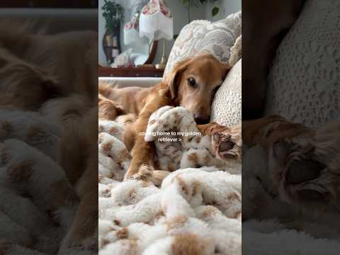 coming home to my golden retriever🥵goldenretreivers dog pup… サムネイル