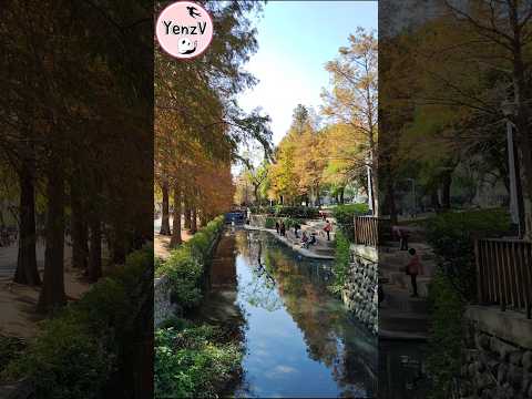 士林官邸旁落羽松秘境 台北市 taiwan taipei baldcypress deciduouscypress サムネイル