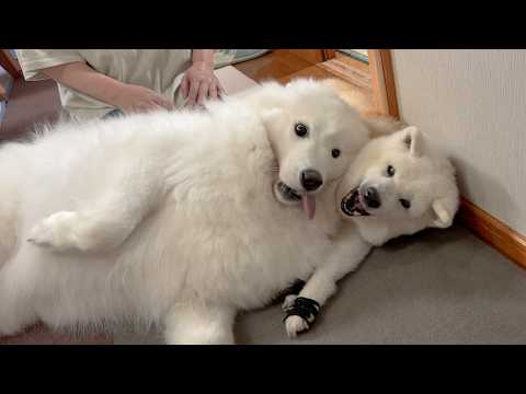 【感激】素敵な手紙と宝箱のような物凄いプレゼントを大喜びで開封する柴犬とサモエド