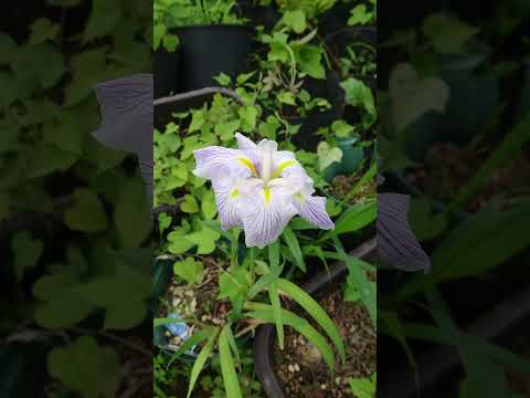 shorts 花菖蒲が咲きました〜 サムネイル