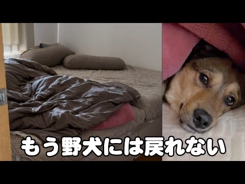 元野犬、ベッドで爆睡する日常 もう野犬には戻れません サムネイル