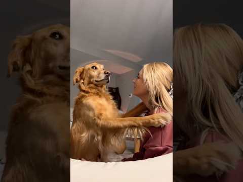 coming home to my golden retriever🥵 goldenretreiver dog ind…