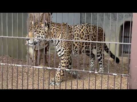 この並びで一番活動していたのが高齢のアスカくん🤭　ジャガー　東山動植物園にて　2025年12月13日 サムネイル