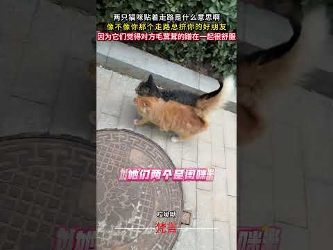 兩隻貓咪貼著走路是什麼意思啊 像不像你那個走路總擠你的好朋友 貓 意外 可愛 有趣 朋友 治愈 cat cute cu… サムネイル