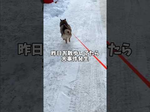 胡麻柴🐕が遭遇した大事件の顛末😨 サムネイル