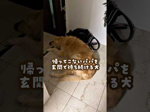帰ってこないパパを待ち続ける犬 ゴールデンレトリバー 大型犬のいる生活 goldenretreiver サムネイル