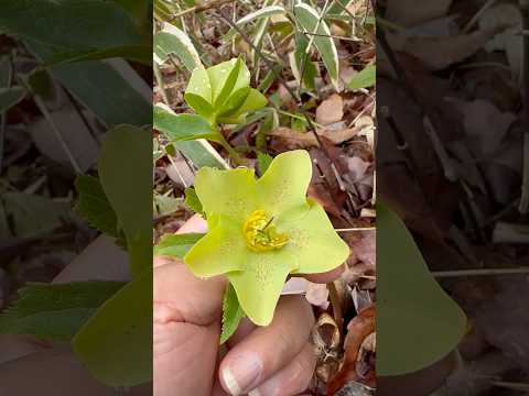 shorts クリスマスローズが咲きました〜　2026年3月27日　那須 サムネイル