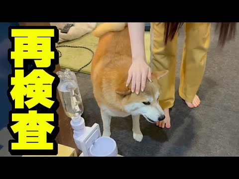【事後報告】病院から連絡があり姉犬ちくわの再検査に行って来ました サムネイル