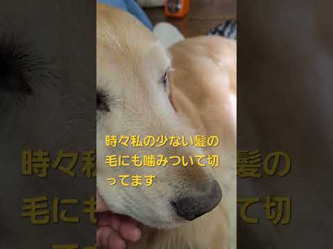 今日のキビ。体重≒2.2kg cat kitten 猫 子猫 子猫の体重 ibukikohaku 癒し 子ネコ sho… サムネイル