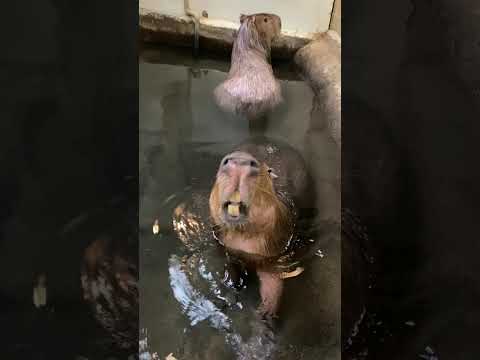 お風呂でまったりカピバラ♫shorts カピバラ capybara サムネイル