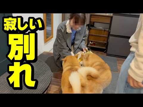 兄の彼女が別れを告げに来ました…柴犬姉妹と仲良くなれた矢先 サムネイル