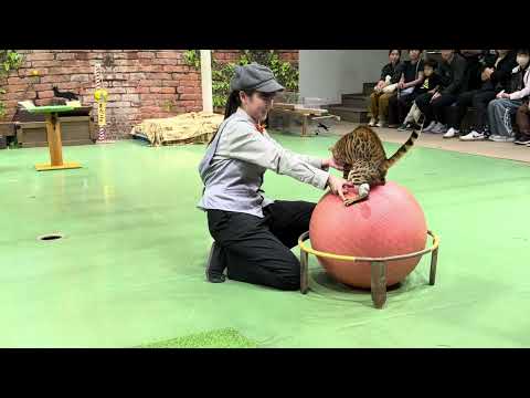 新人ネコさんの公開トレーニング　ナナちゃん・レベッカちゃん編　キャッツ終了後　那須どうぶつ王国にて　2026年9月13日