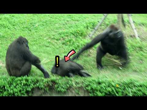 Gorilla Ringo only stopped nursing after Tayari gave him a… サムネイル