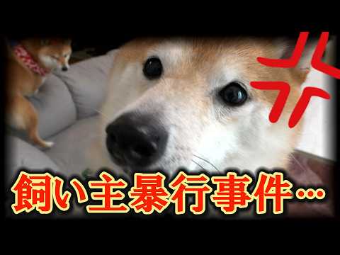思い通りに行かないと飼い主を睨みつけ、全力で暴行してくる柴犬・・・