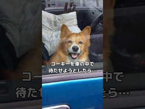 犬を待たせようとするとこれしてくるww コーギー クラクション shorts