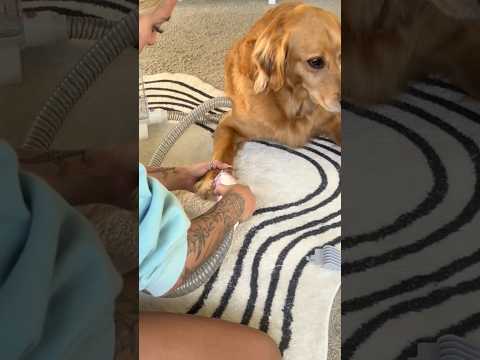 dog-tor coby to rescue🛟goldenpup puppy goldenpupppy dogbree… サムネイル