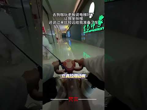 也就是小狗不會說話不然路上就辦卡了 狗狗 意外 有趣  萬萬沒想到  萌寵 dog amazing funny cut… サムネイル