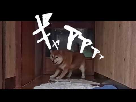 2026年3月27日(金) フルブレーキでドリフトかましながら登場するココさん サムネイル