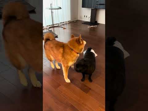 パグのかわいい毎日 doggie cutedog パグ pug dog doglife いぬのいる生活 puppy h… サムネイル