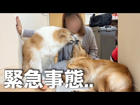 飼い主が歩行困難になり、心配して寄り添う犬の姿に涙が止まりません...【ボーダーコリー・ゴールデンレトリバー】 サムネイル