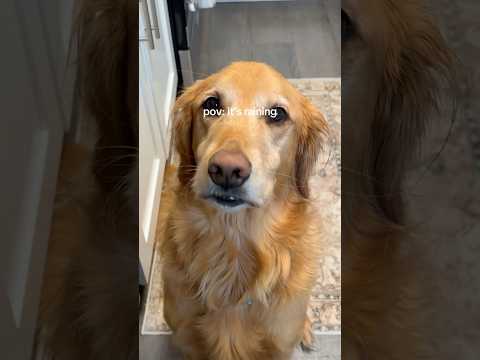 coming home to my golden retriever🥵goldenretreivers dog pup… サムネイル