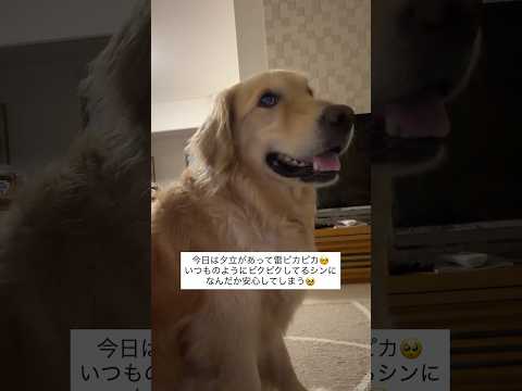 雷怖い… ゴールデンレトリバー 大型犬のいる生活 goldenretreiver 白血病 悪性リンパ腫