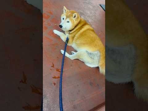 柴犬福 姉に術後1ヶ月の散歩でターキーいじりをされる柴犬😂Sis and Shiba🤣姉と柴 shorts funny… サムネイル