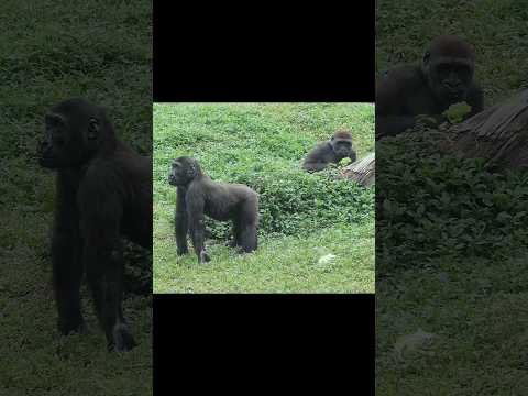 Gorilla Ringo追Jabali搶菜 gorillatag taipeizoo 台北市立動物園 金剛猩猩