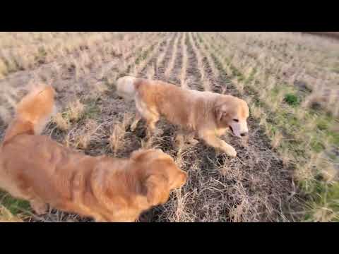 ゆったり田んぼで遊ぶ３頭のゴールデンレトリバー８歳５歳２歳 サムネイル