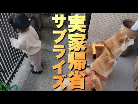 孫の手作りケーキを持って、柴犬とサプライズ実家帰省。涙したのは…まさかの… サムネイル