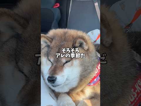 柴犬🐕から春の交通安全運動のお知らせ サムネイル