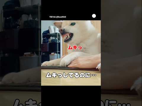 ムキってるのに…遊び始めたらご機嫌になる柴犬　　柴犬　白柴　犬 いぬ　かわいい犬
