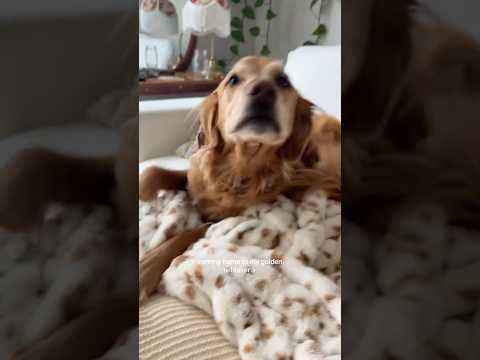 coming home to my golden retriever🥵goldenretreivers dog pup… サムネイル