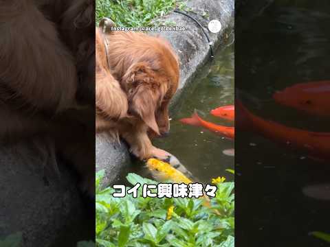 池のコイに興味津々のゴールデンレトリバー　　ゴールデンレトリバー 大型犬　犬　鯉 犬のいる暮らし サムネイル
