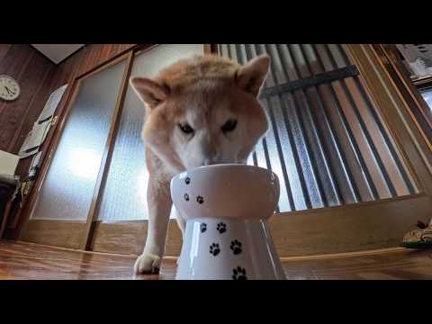 食べ足りないらしくお互いの茶ワンを行ったり来たりする朝ごはん サムネイル