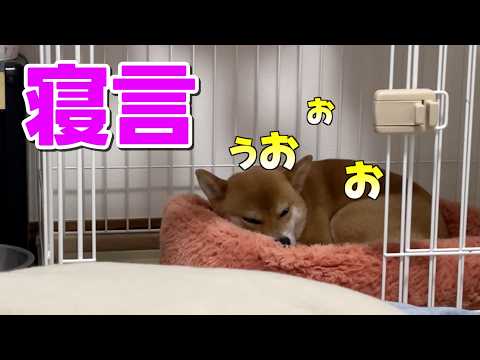 普段寡黙なのに寝言はすごい！柴犬小夏 サムネイル
