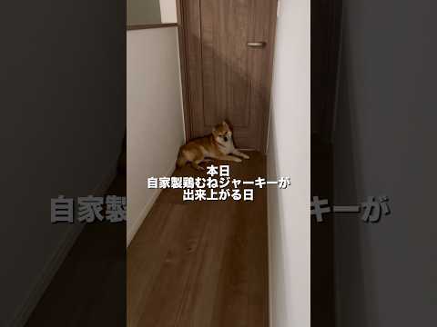 柴犬のとん君は、今日は、散歩も早々に切り上げてました😆　柴犬　柴犬とん