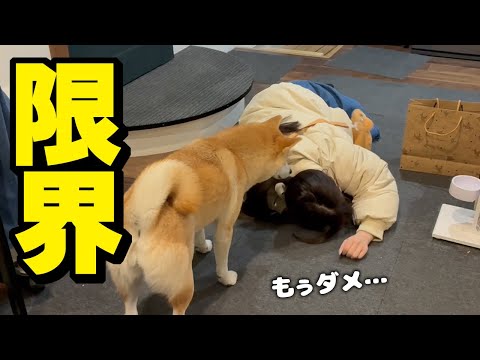 仕事始めから限界な娘に柴犬がまさかの対応に… サムネイル
