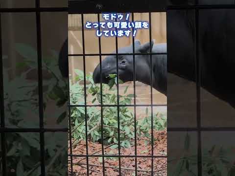 【東山動植物園】絶滅危惧種のマレーバク✨モドゥとコモレ🌞　shorts サムネイル