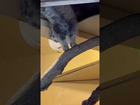 shorts オトちゃん　屋根裏から降りて来た〜　マヌルネコ　埼玉県こども動物自然公園　2026年3月6日 サムネイル