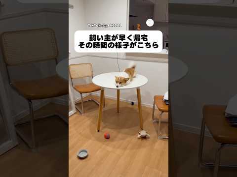 イタズラ中に帰宅。その瞬間の反応。　犬　かわいい犬 ポメコギ かわいい 面白い サムネイル