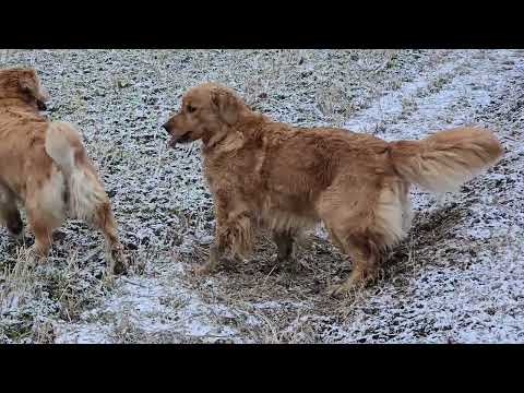 チラチラ雪景色の散歩はいつもより嬉しいゴールデンレトリバーの親子 サムネイル