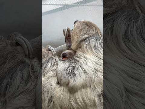 shorts やっとロイちゃん(マロロさんの赤ちゃん)に会えた！！　フタユビナマケモノ　那須どうぶつ王国にて　2026… サムネイル