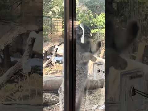 shorts ナゴムくんのお肉タイム　午前　マヌルネコ　那須どうぶつ王国　2026年1月11日 サムネイル