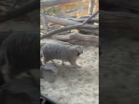 shorts みんなの目をハート💕にしちゃうアブリコースちゃん　マヌルネコ　那須どうぶつ王国にて　2026年3月1日 サムネイル