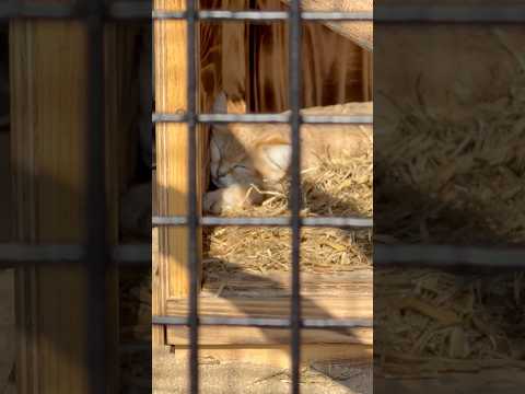 shorts ジウちゃんの寝姿〜💕　スナネコ　ごかつら池どうぶつパークにて　2026年1月24日 サムネイル