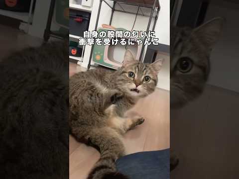 過去最高のフレーメン反応を起こした猫 ミヌエット マンチカン キジトラ 子猫 サムネイル