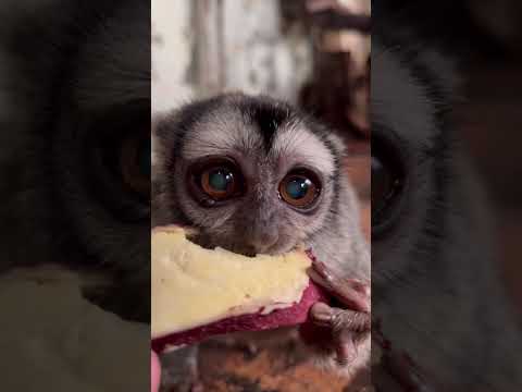 お猿さんブームがきていますが、ヨザルのおばあちゃん・よっちゃんも可愛いよ♪動物 猿 動物園 サムネイル
