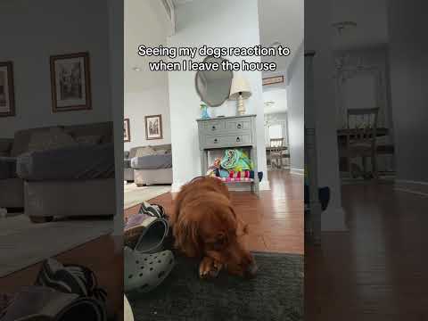 Not the reaction I was hoping for😔 サムネイル