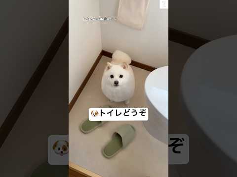 プライバシー無し‼️ママのトイレについてくる犬🐶　ポメ柴　犬　面白い　かわいい犬 shots サムネイル